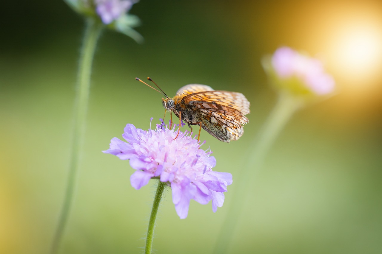 How to Use Companion Planting to Improve Your Garden